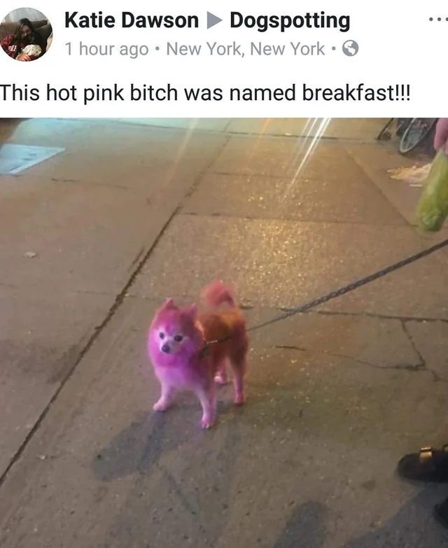 Social media post showing a real dog painted pink. Caption says: this hot pink bitch is named breakfast!!