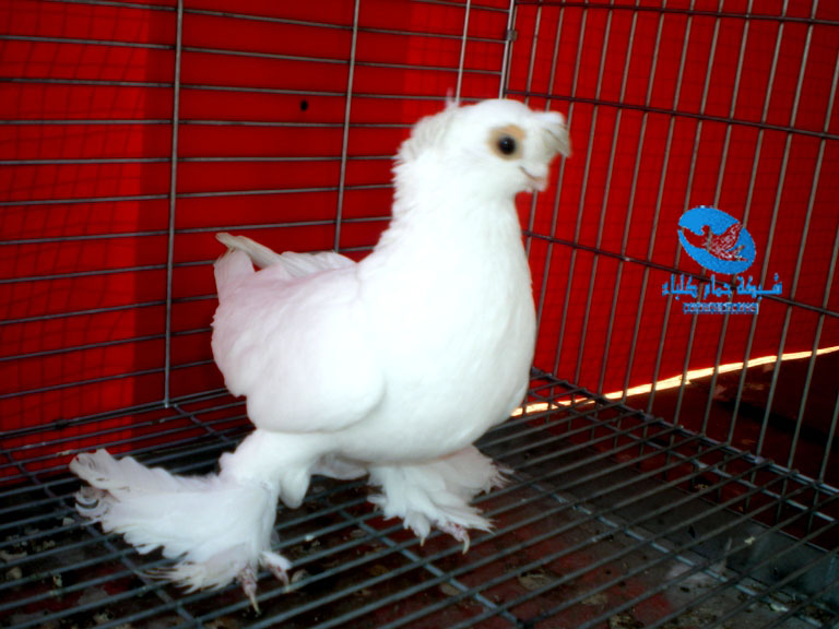 The fancy pigeon Pk 1.0 was based on